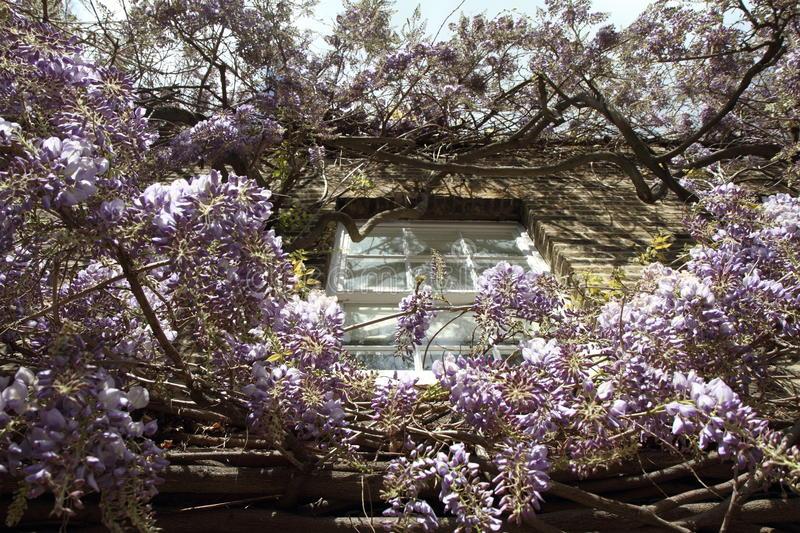 Wisteria like metrics