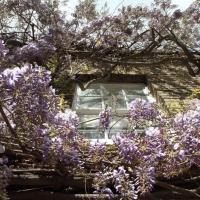 Wisteria like metrics