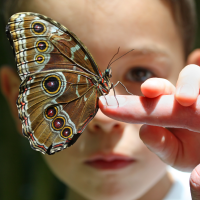 Child with butterfly on finger